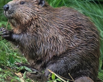 Le peuple des castors