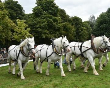 Les amis du cheval