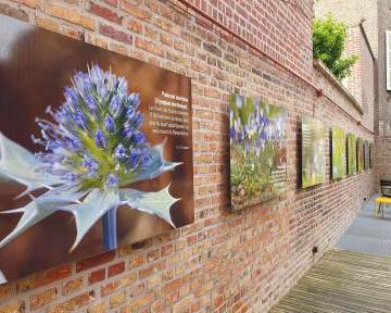 LA FLORE SAUVAGE DES HAUTS DE FRANCE