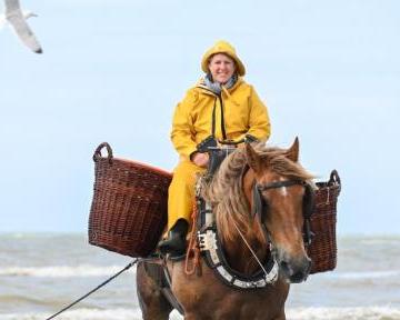 Démonstration de pêche à la crevette à cheval