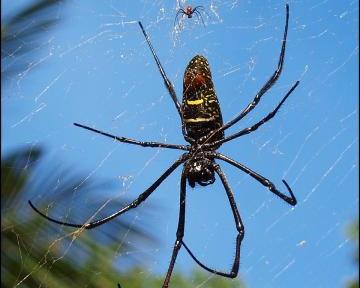 Le monde des araignées