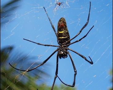 Le monde des araignées