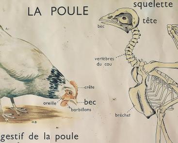 Jeu des vacances de printemps | « Le rallye des gallinacés »