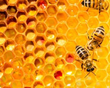 De l'apiculture au Forum des Sciences