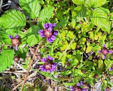 Les sorties Naturellement ?