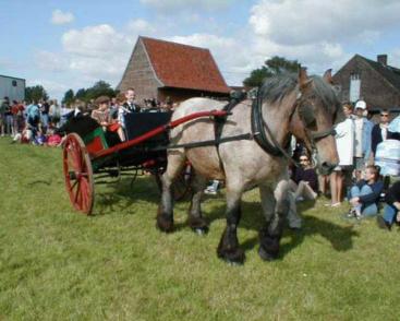 Fête du Cheval de Trait