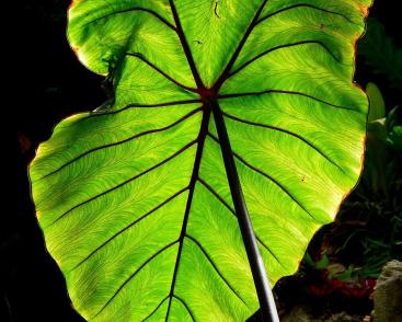 Atelier créatif « nature » : autour de la feuille