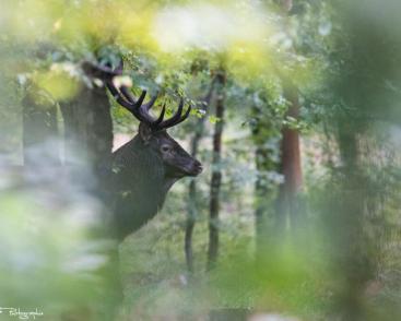 Le Brame du cerf en forêt de Mormal